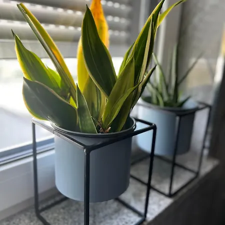Moderne Grossraeumige Apartman *